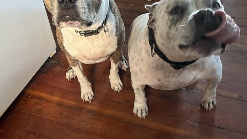 The Dog Tutor - Pawling, NY