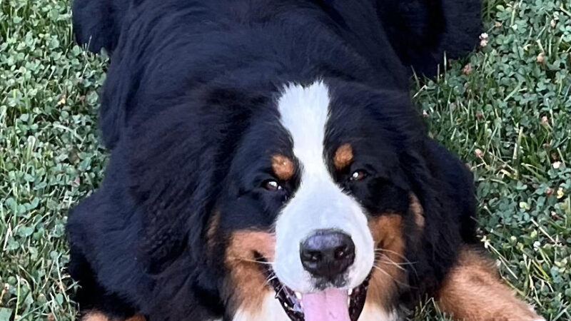 The Dog Tutor - Pawling, NY