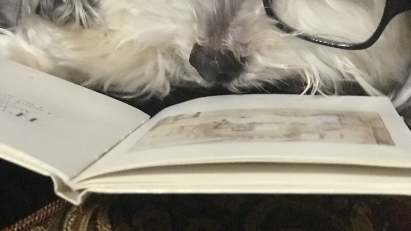 The Dog Tutor - Pawling, NY