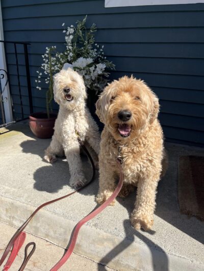 The Dog Tutor - Pawling, NY