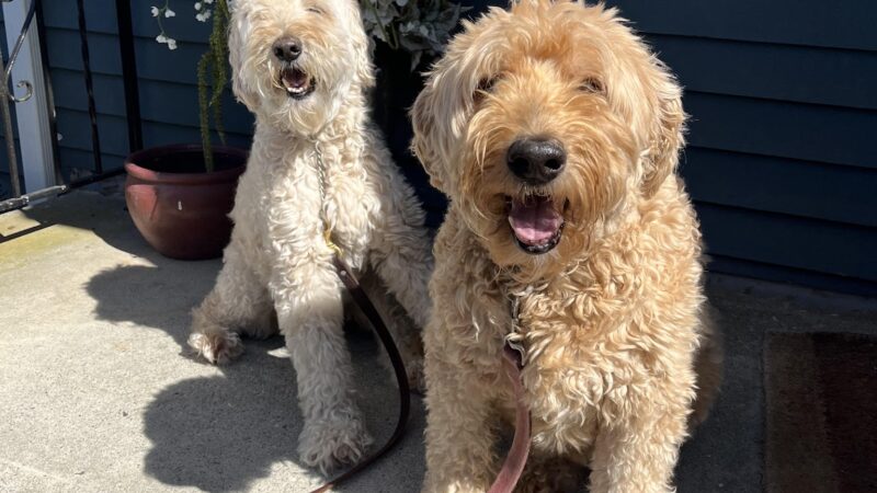 The Dog Tutor - Pawling, NY