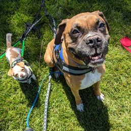 Pawsitive Collective - ,