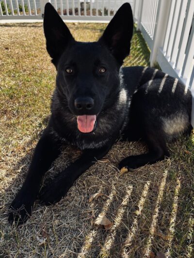 Pawsitive Collective - ,