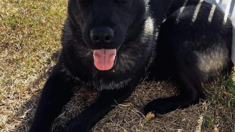 Pawsitive Collective - ,