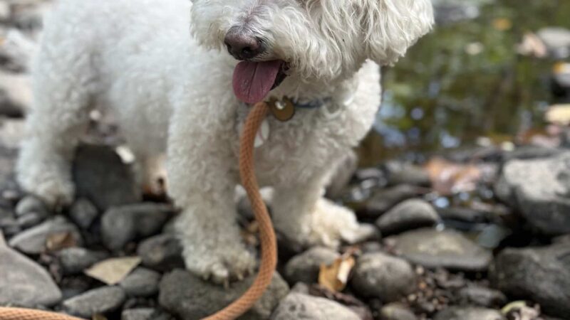 Pawsitive Pack Training - ,