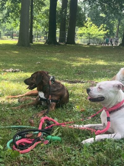 Pawsitive Pack Training - ,