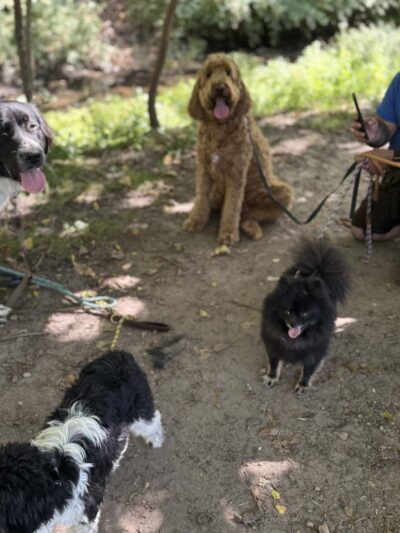 Pawsitive Pack Training - ,