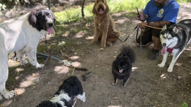 Pawsitive Pack Training - ,