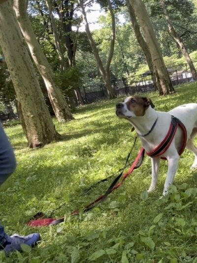 Pawsitive Pack Training - ,