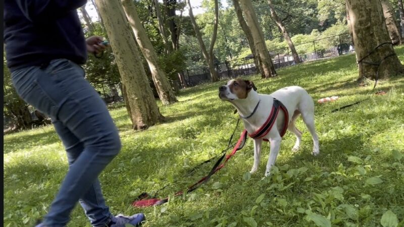 Pawsitive Pack Training - ,