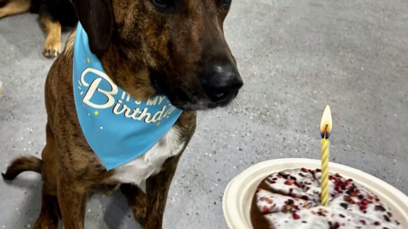 Pawsitive Pack Training - ,