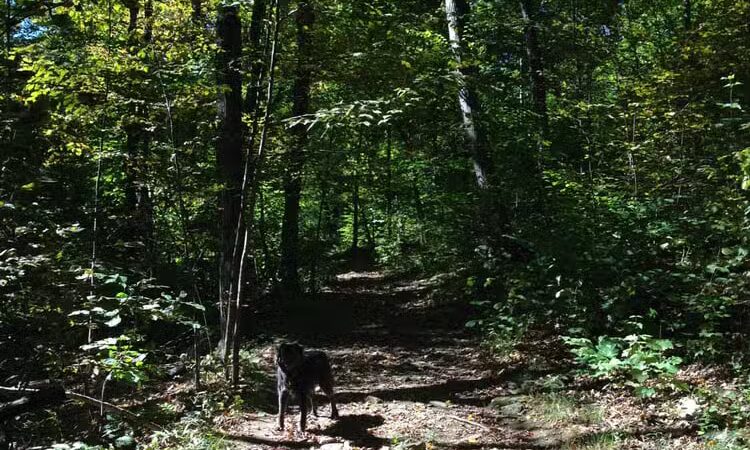 Boynton Park - Paxton, MA