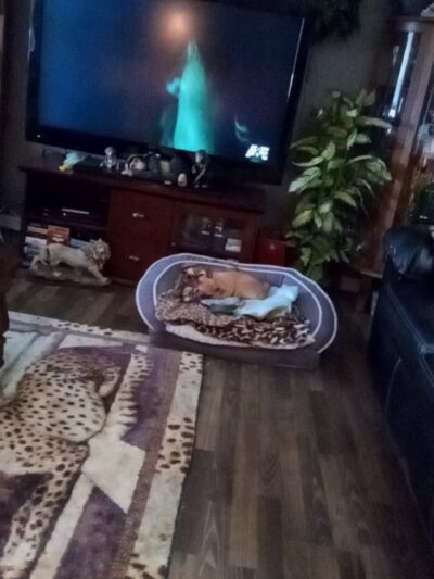 Peach Orchard Park - Peach Orchard, AR