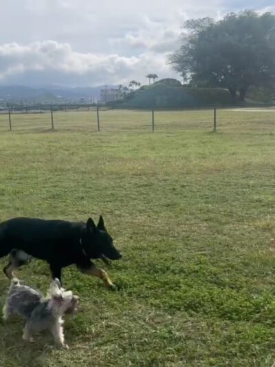 Pearl City Peninsula Dog Park - Pearl City, HI