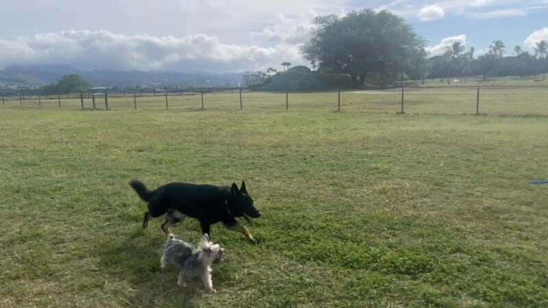 Pearl City Peninsula Dog Park - Pearl City, HI