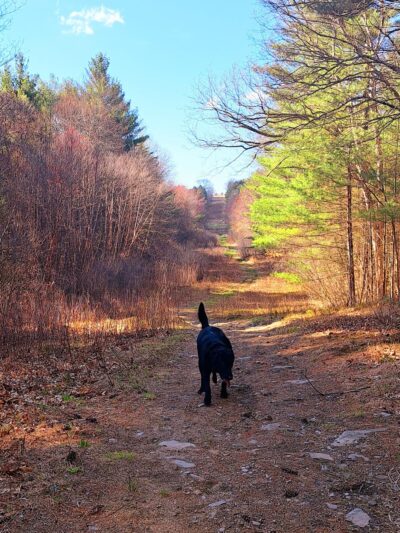 Wolven park - Pelham, NH