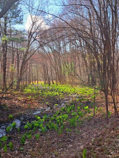Wolven park - Pelham, NH