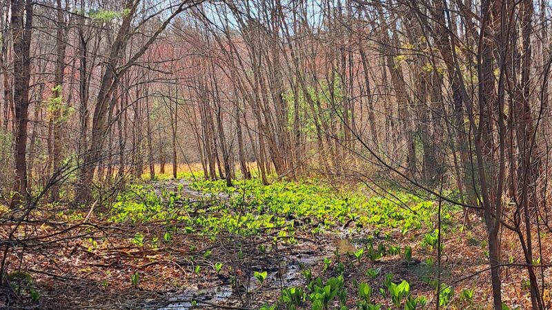 Wolven park - Pelham, NH