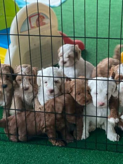 Iowa's Lake Park - Pella, IA