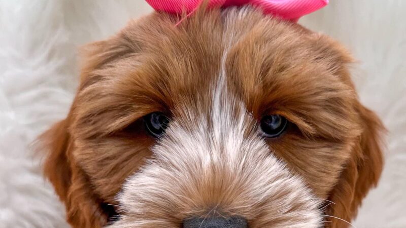 Iowa's Lake Park - Pella, IA