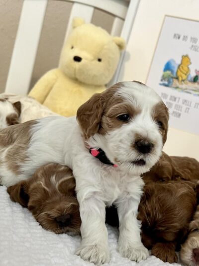 Iowa's Lake Park - Pella, IA