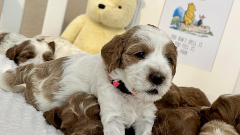 Iowa's Lake Park - Pella, IA