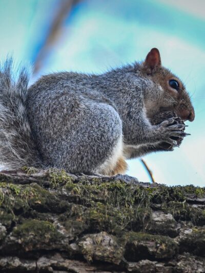 Plainfield Township Trail - Edelman's Trailhead - Pen Argyl, PA