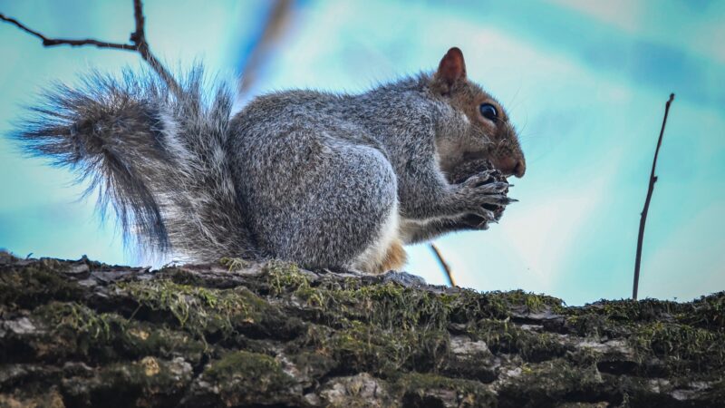 Plainfield Township Trail - Edelman's Trailhead - Pen Argyl, PA