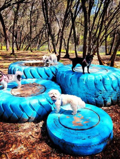 Western Gateway Dog Park - Penn Valley, CA