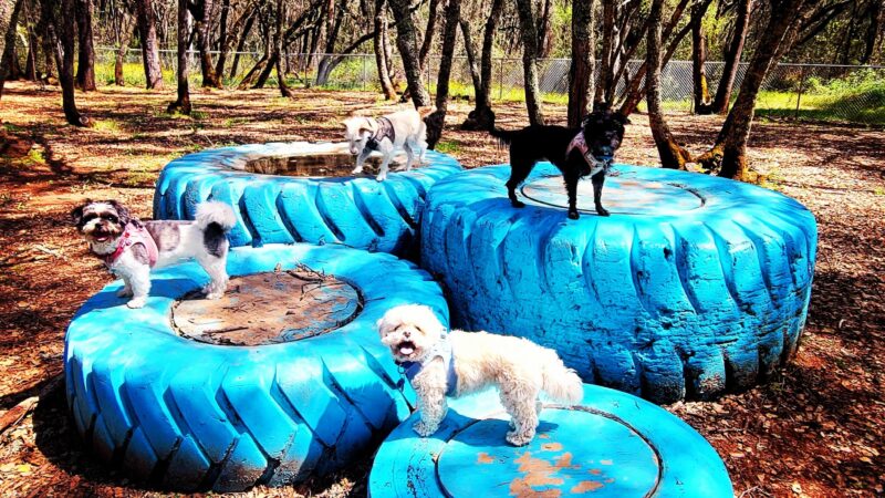 Western Gateway Dog Park - Penn Valley, CA