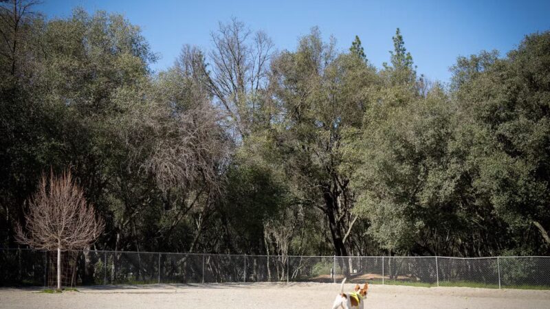 Western Gateway Dog Park - Penn Valley, CA