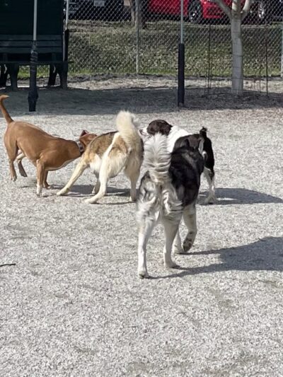 Western Gateway Dog Park - Penn Valley, CA