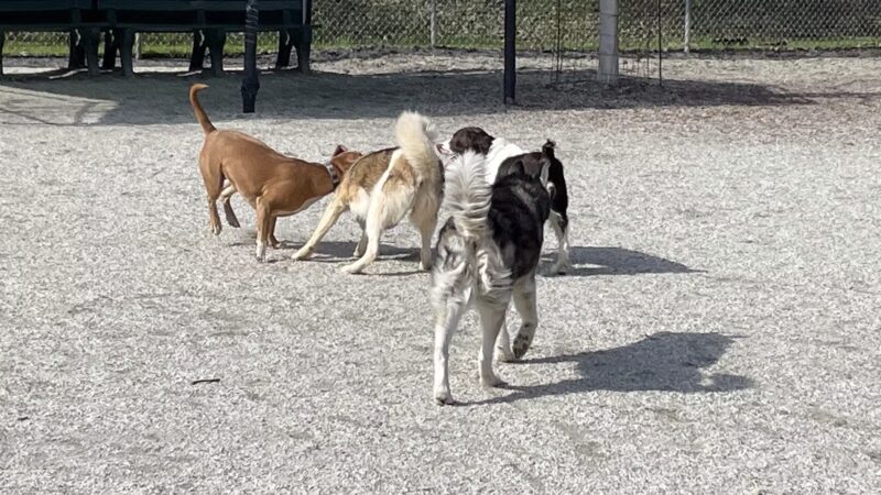 Western Gateway Dog Park - Penn Valley, CA