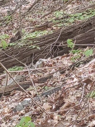 Green Lane Park - Blue Trail - Pennsburg, PA