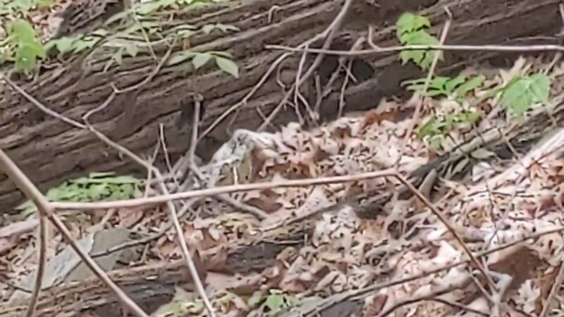 Green Lane Park - Blue Trail - Pennsburg, PA