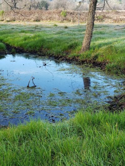 Traylor Ranch Bird Sanctuary And Nature Reserve - Penryn, CA