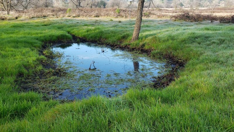 Traylor Ranch Bird Sanctuary And Nature Reserve - Penryn, CA