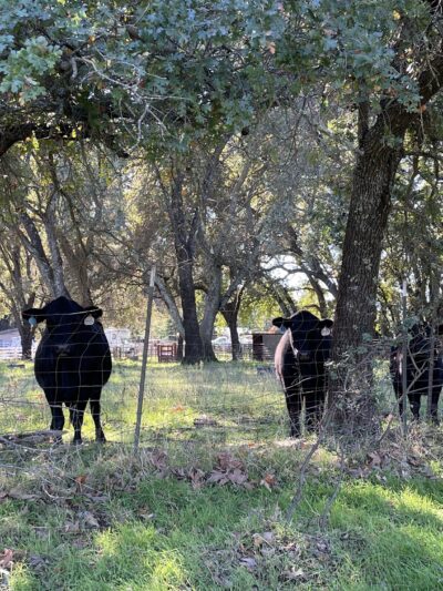 Traylor Ranch Bird Sanctuary And Nature Reserve - Penryn, CA