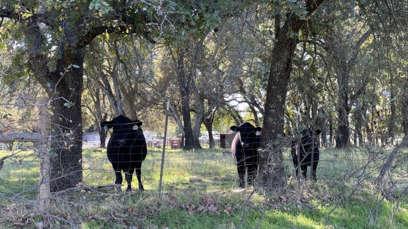 Traylor Ranch Bird Sanctuary And Nature Reserve - Penryn, CA