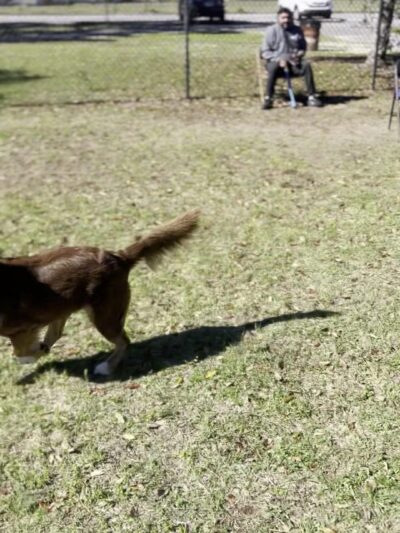"Bark Park" Dog Park - Pensacola, FL