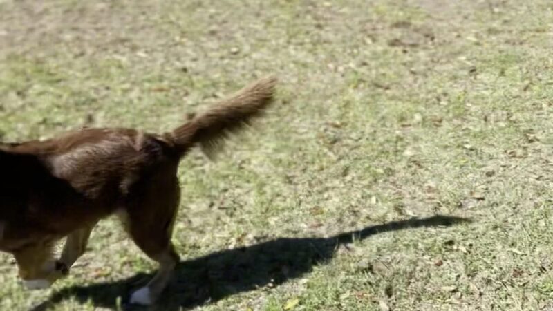 "Bark Park" Dog Park - Pensacola, FL