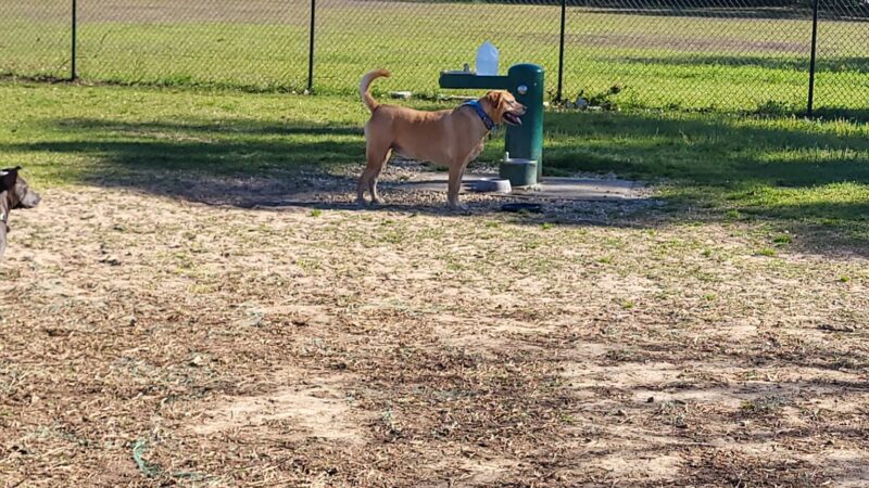 "Bark Park" Dog Park - Pensacola, FL