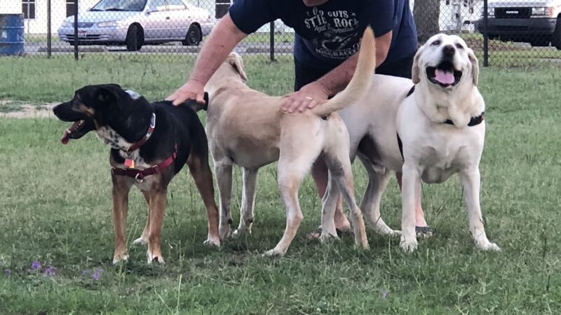 "Bark Park" Dog Park - Pensacola, FL