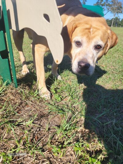 "Bark Park" Dog Park - Pensacola, FL