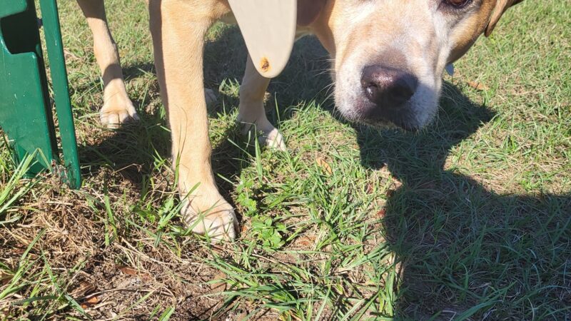 "Bark Park" Dog Park - Pensacola, FL