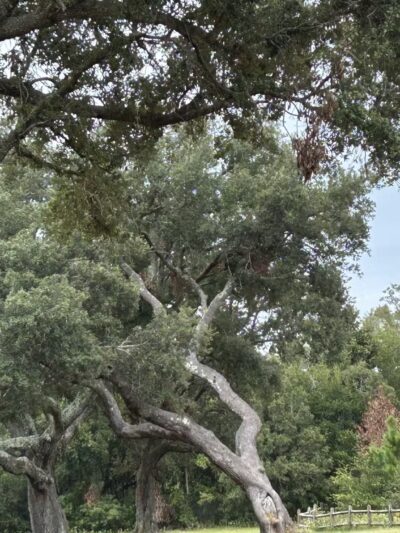 Lexington Terrace - Pensacola, FL