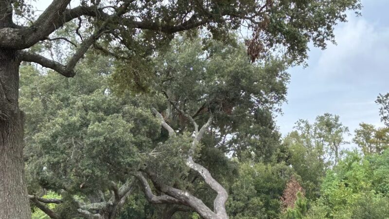 Lexington Terrace - Pensacola, FL