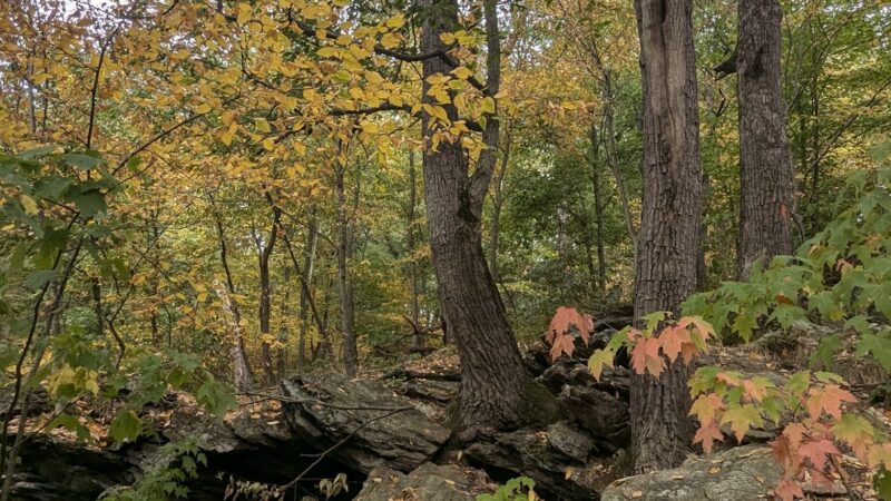 Clark Nature Preserve - Pequea, PA