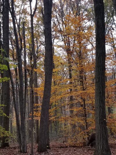 Martic Township Park - Pequea, PA