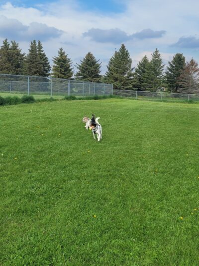 Dog Park - Perham, MN